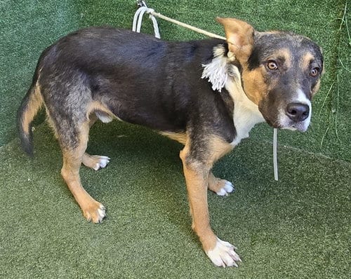 Photo of Abner, adoptable German Shepherd Dog in Lancaster, California