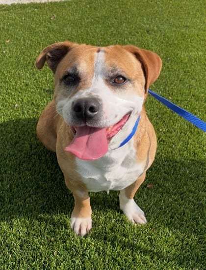Photo of Carmen, adoptable Welsh Corgi, Cardigan/Terrier, Pit Bull in Bakersfield, California