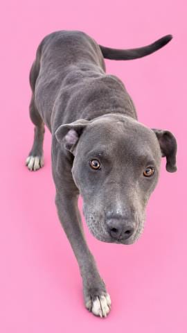 Photo of Cannoli, adoptable Pit Bull Terrier in HESPERIA, California