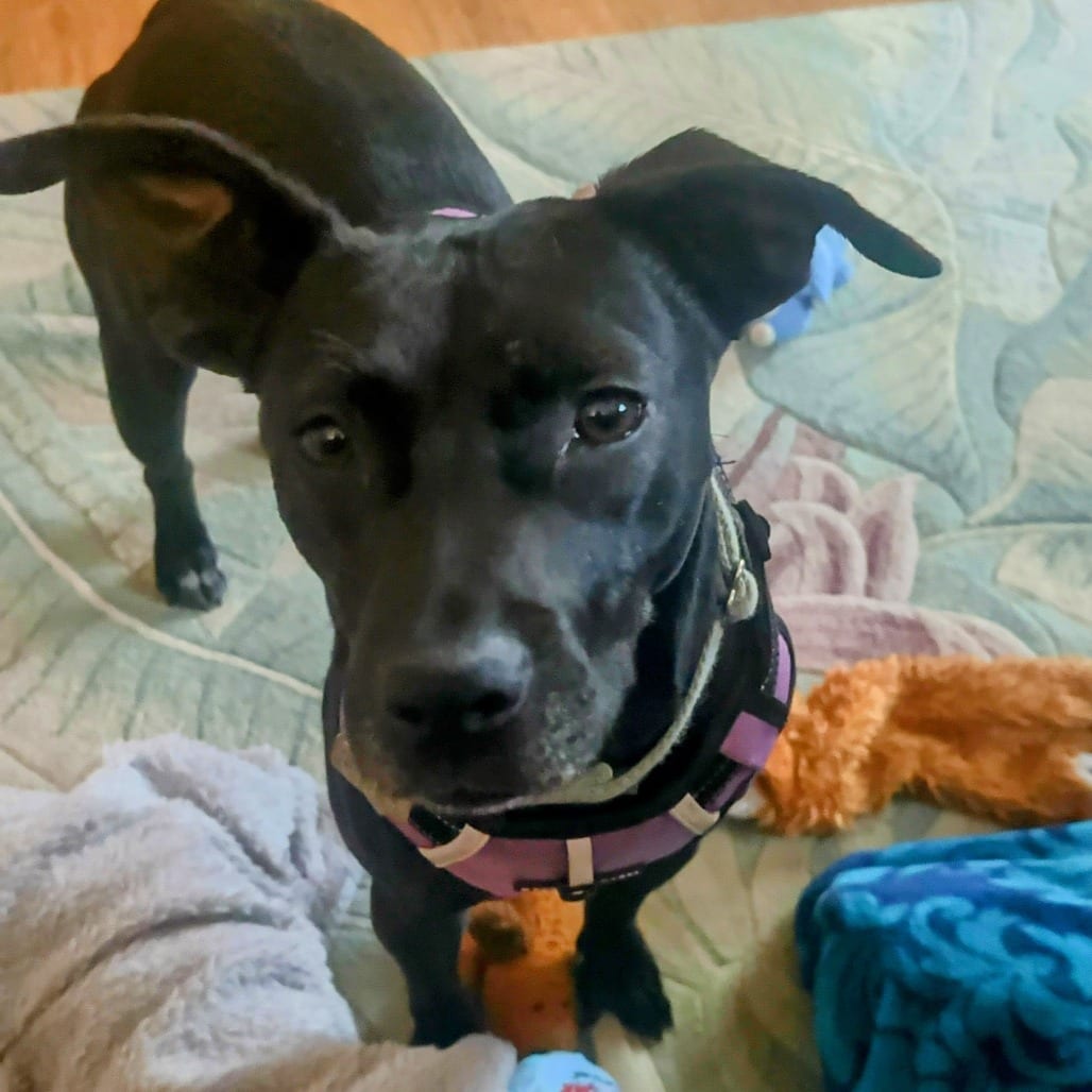 Photo of Bashful, adoptable Mixed Breed (Medium) in Chattanooga, Tennessee