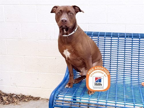 Photo of Red, adoptable American Pit Bull Terrier in Phoenix, Arizona