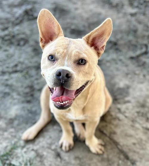 Photo of Jezzabelle, adoptable Pit Bull Terrier in Riverside, California