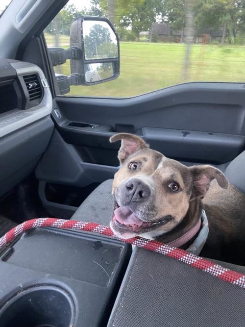Photo of Sandy, adoptable Pit Bull Terrier in Tulsa, Oklahoma