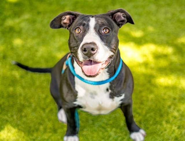 Photo of Morticia, adoptable Pit Bull Terrier in San José, California
