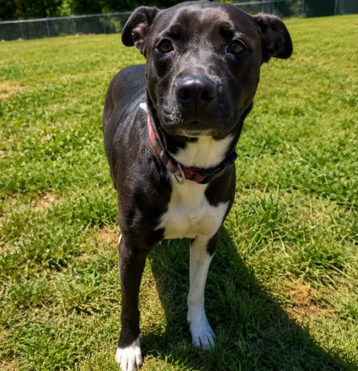 Photo of Gypsy, adoptable American Pit Bull Terrier in Chickamauga, Georgia
