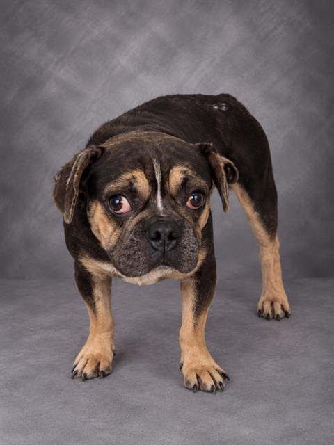 Photo of A1282934, adoptable French Bulldog in Winter Haven, Florida