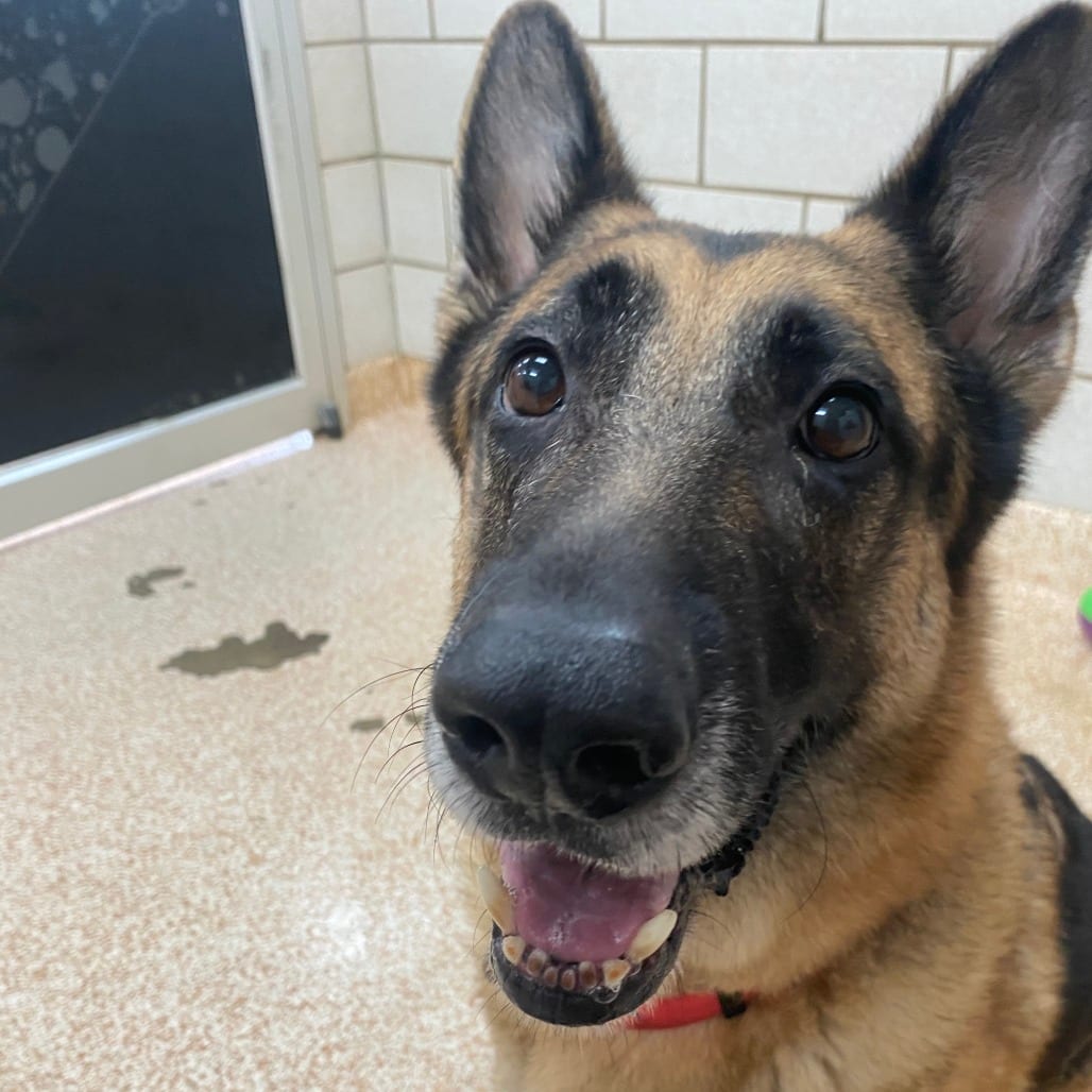 Photo of Buford, adoptable Shepherd, German in Houston, Texas