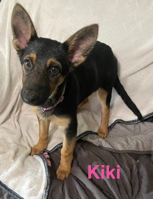 Photo of Kiki, adoptable German Shepherd Dog in Topeka, Kansas