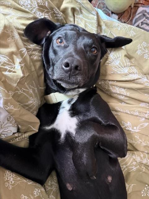 Photo of Nox, adoptable Labrador Retriever in Houston, Texas