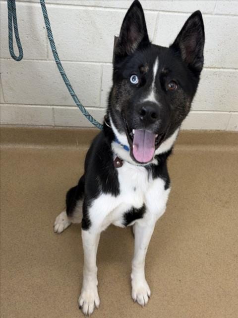 Photo of Jorah, adoptable Siberian Husky in Derwood, Maryland