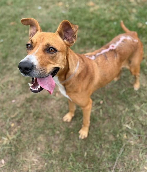 Photo of Jolene, adoptable Redbone Coonhound in Conroe, Texas