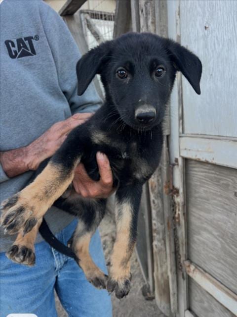 Photo of A048549, adoptable Belgian Shepherd Malinois in Tracy, California