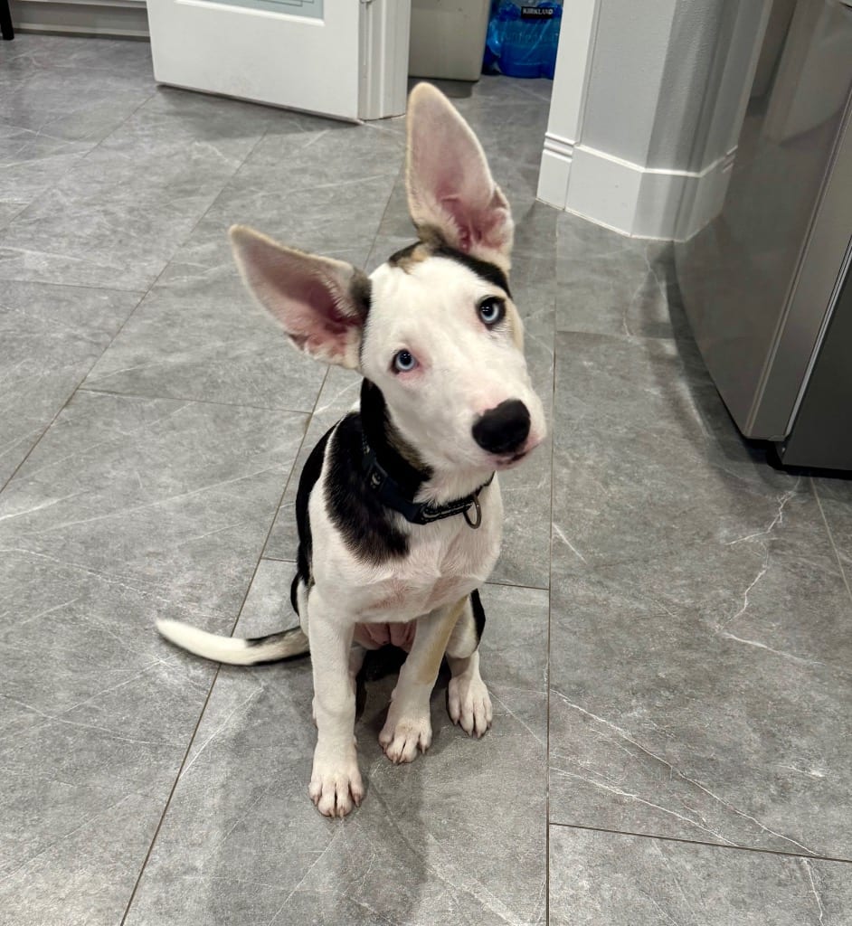 Photo of Mayfly, adoptable Border Collie in Texas