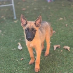 Photo of Scarlett LLD, adoptable Belgian Malinois German Shepherd Dog in Everett, Washington