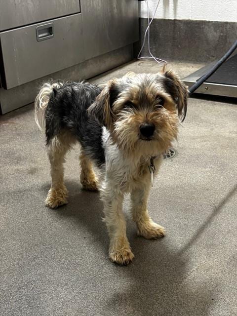 Photo of Shugg, adoptable Cairn Terrier in Forestville, Maryland