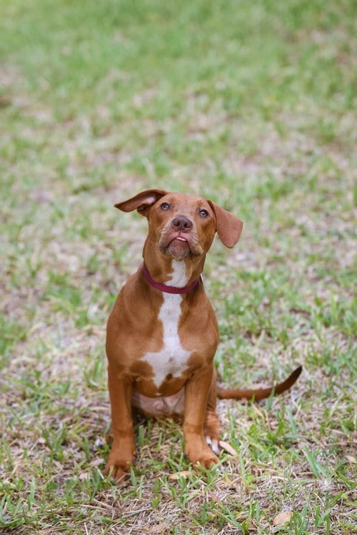 Photo of Hank, adoptable Unknown breed (short coat) in Gainesville, Florida