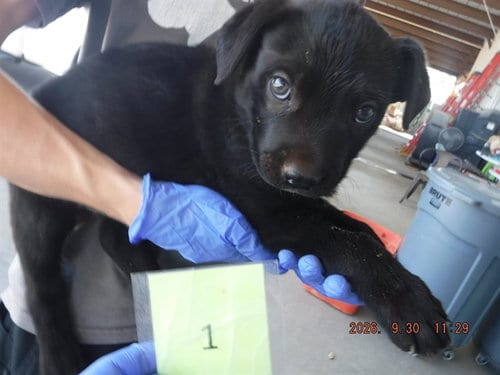 Photo of Salem, adoptable Labrador Retriever in Oroville, California