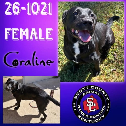 Photo of Coraline, adoptable Labrador Retriever in Georgetown, Kentucky