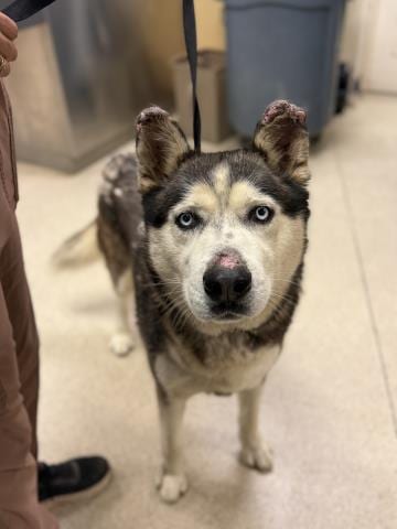 Photo of Charles, adoptable Siberian Husky in Riverside, California