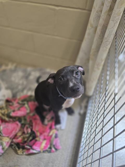 Photo of Anakin, adoptable Pit Bull Terrier in Center Township, Pennsylvania