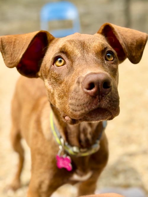 Photo of Taffy, adoptable Catahoula Leopard Dog in West Cornwall, Connecticut