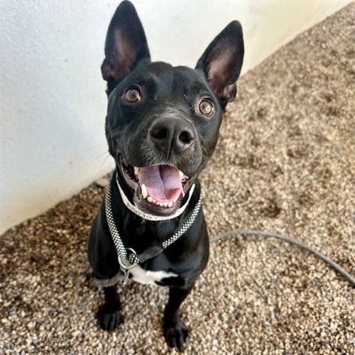 Photo of Percy, adoptable American Pit Bull Terrier in Mesa, Arizona