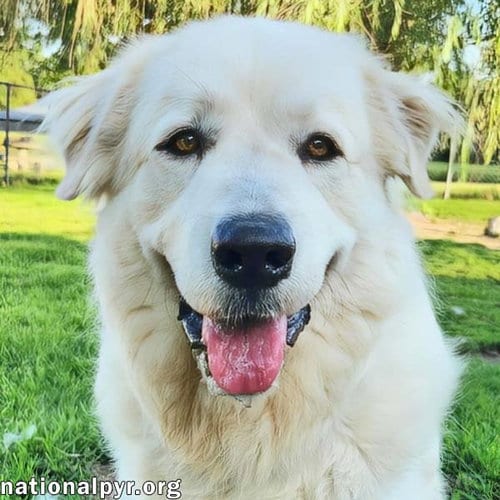 Photo of Fluff in KY - Sweet & Gentle Guardian, adoptable Great Pyrenees in Beacon, New York