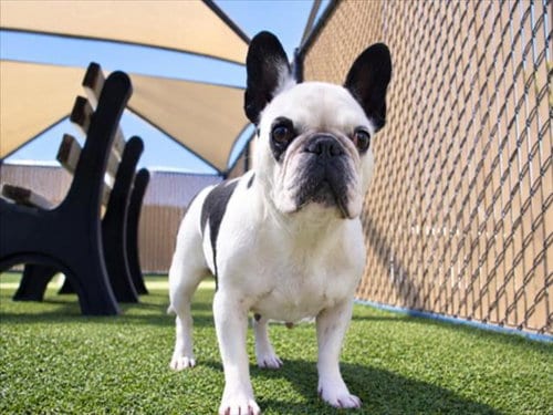 Photo of Dottie, adoptable French Bulldog in Norco, California