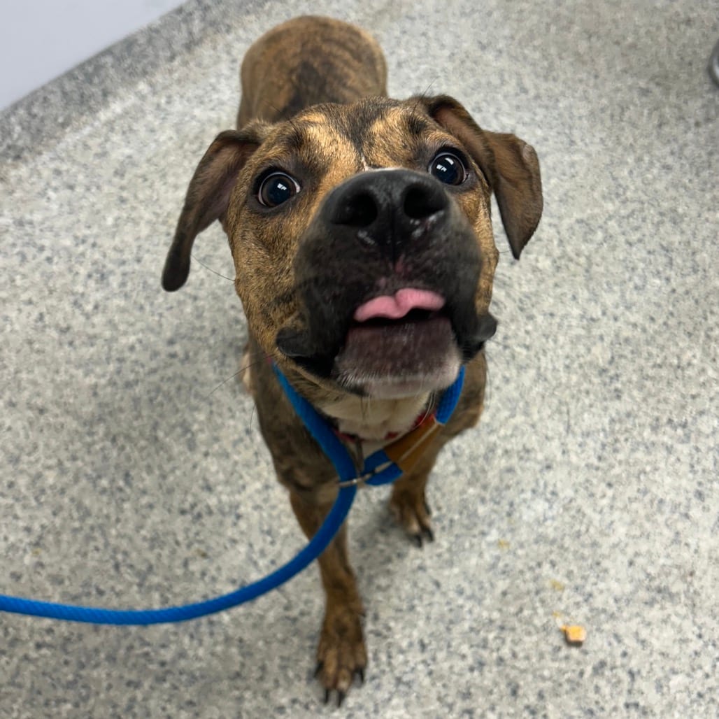 Photo of Symba, adoptable Mountain Cur / Hound, Plott in Decatur, Georgia