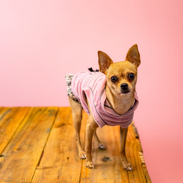 Photo of Regina George, adoptable Chihuahua cross in Lawrenceville, Georgia
