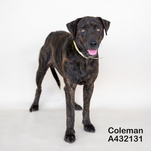 Photo of Coleman, adoptable Pit Bull Terrier in Conroe, Texas