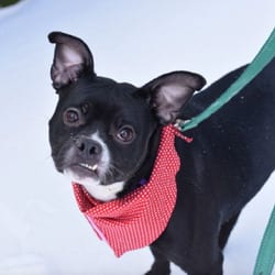 Photo of Bethany, adoptable Mixed Breed (Medium) in New York City, New York