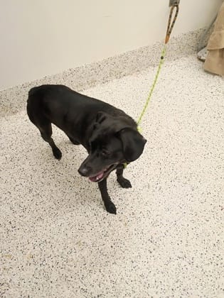 Photo of TinyBird, adoptable dog in Atlanta, Georgia