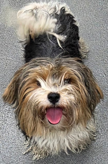 Photo of 162019, adoptable Shih Tzu/Mix in Bakersfield, California