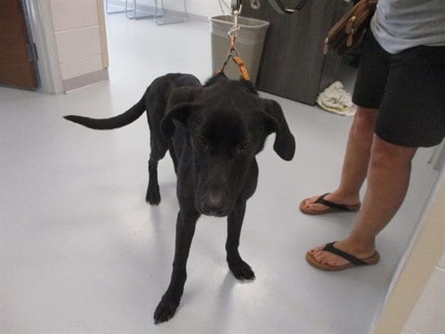 Photo of Jasper, adoptable Labrador Retriever in Ocala, Florida