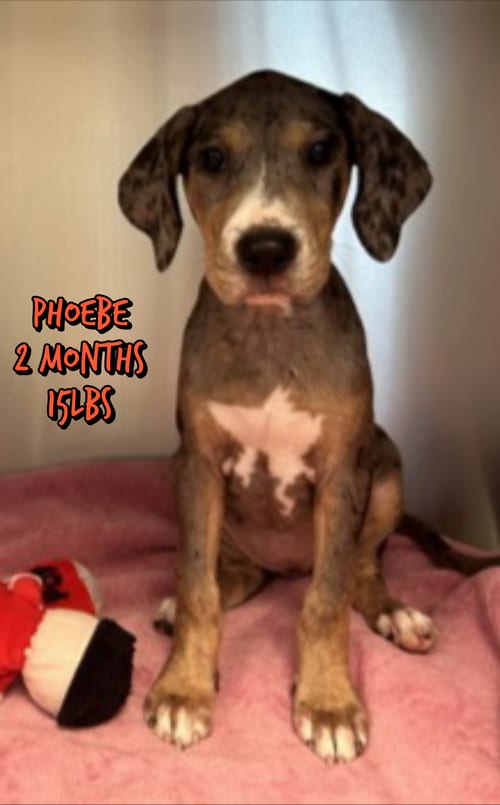 Photo of Phoebe, adoptable Unknown breed in Holbrook, New York