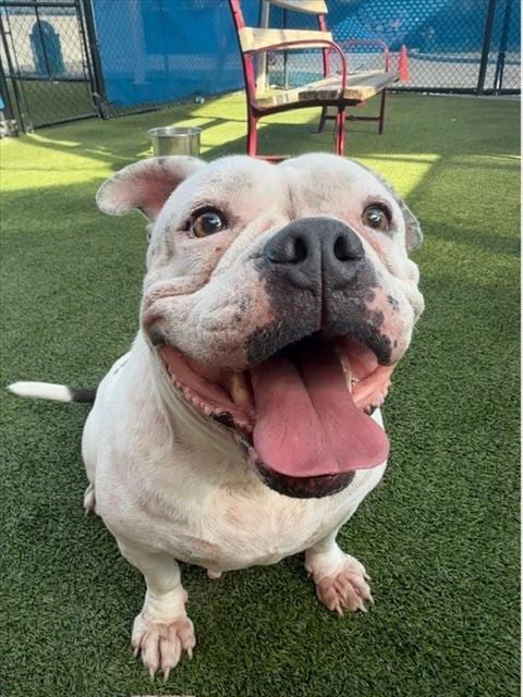 Photo of Mavis, adoptable Bulldog in Miami, Florida