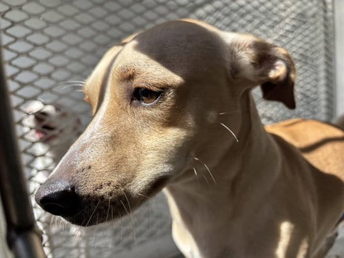 Photo of Terry, adoptable Chihuahua in Bakersfield, California