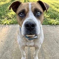 Photo of Cane, adoptable Boxer Mixed Breed (Medium) in Pittsfield, Illinois
