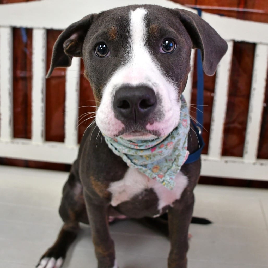 Photo of Ella, adoptable Terrier, Pit Bull in Beaumont, Texas
