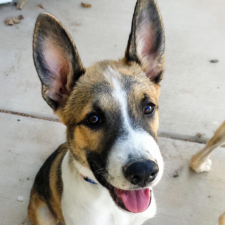 Photo of Bernie, adoptable Retriever, Labrador / Shepherd in Oceanside, California