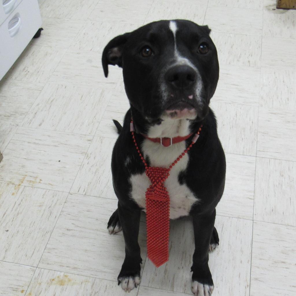 Photo of Michael Jordan (Space Jam pup), adoptable Mixed Breed (Large) in St. Louis, Missouri