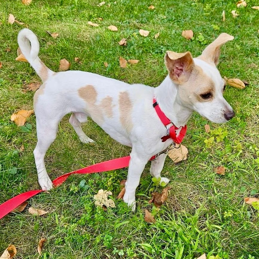 Photo of Taco, adoptable Chihuahua in Bloomfield, Connecticut
