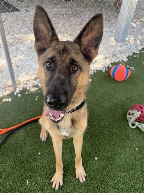 Photo of Ranger, adoptable German Shepherd Dog in Newton, North Carolina