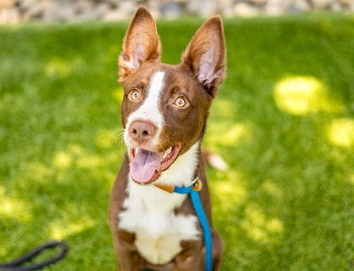 Photo of Scout, adoptable Border Collie in San Jose, California