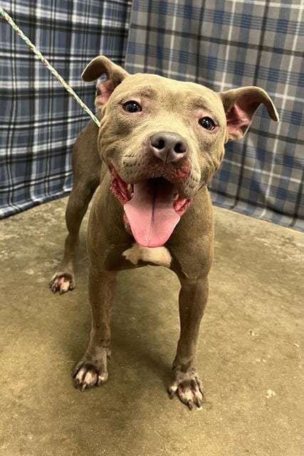 Photo of Cerrara, adoptable Pit Bull Terrier mix in Rosenberg, Texas