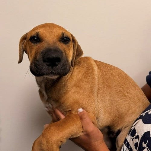 Photo of Benjamin, adoptable Unknown breed in Rancho Santa Fe, California