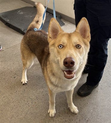 Photo of Simba, adoptable Siberian Husky in Mesa, Arizona