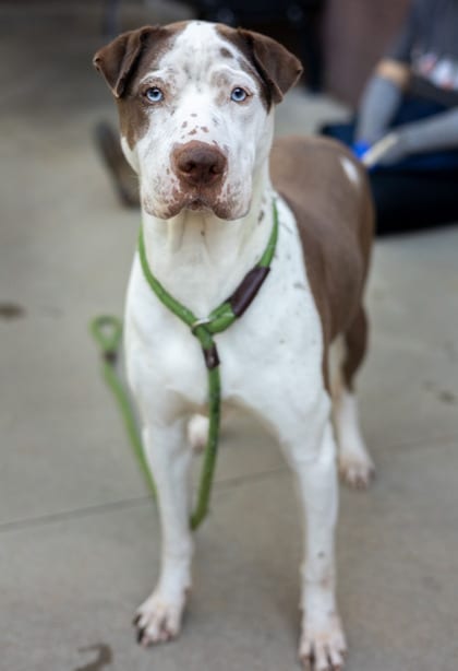 Photo of FrySauce, adoptable dog in Chamblee, Georgia