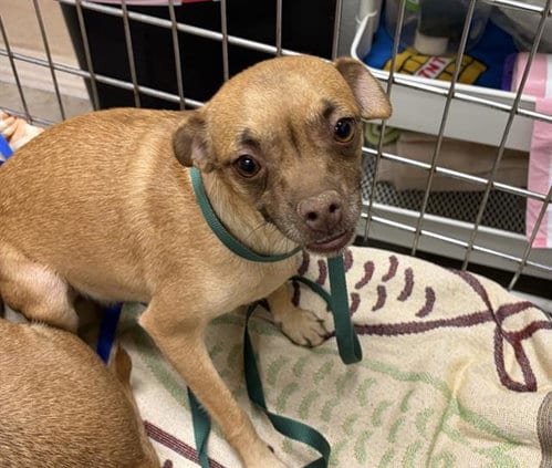 Photo of Mia, adoptable Chihuahua in HESPERIA, California